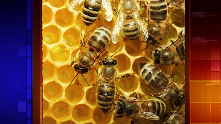 St. Johns County Today: Nature Library Workshops