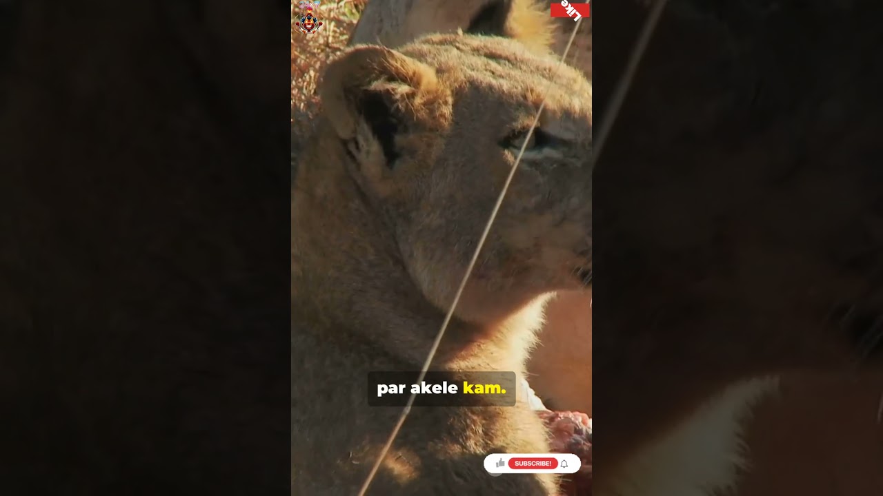 Tiger vs Lion 🐯🆚🦁 | Who Wins the Ultimate Big Cat Battle? #facts #animalfacts #animalbattle #viral