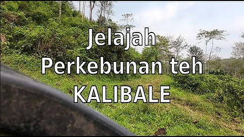 JELAJAH PERKEBUNAN TEH KALIBALE DARI UDARA | DRONE VIEW CINEMATIC BLITAR JAWA TIMUR