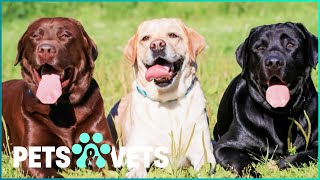 Everything You Need To Know About Owning A Labrador | Pets In Paradise