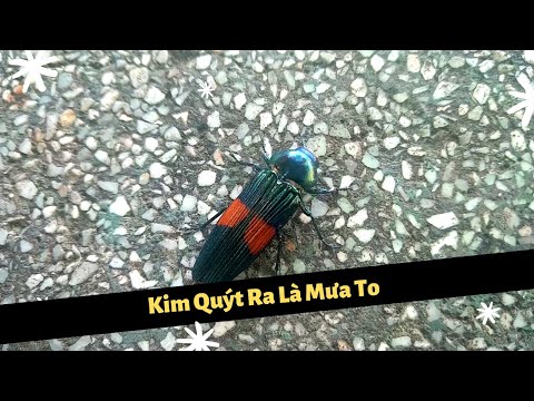 Video Thế Giới Động Vật | Con Kim Quýt - Trùm Dự Báo Trời... - youtube