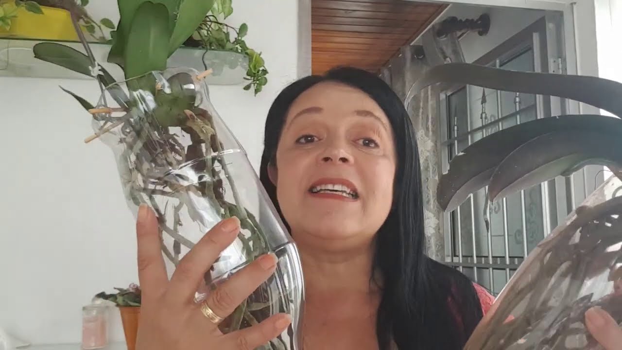 Orquídea sem substrato em garrafa pet, mais um replante (respondendo a inscritos, tirando dúvidas)