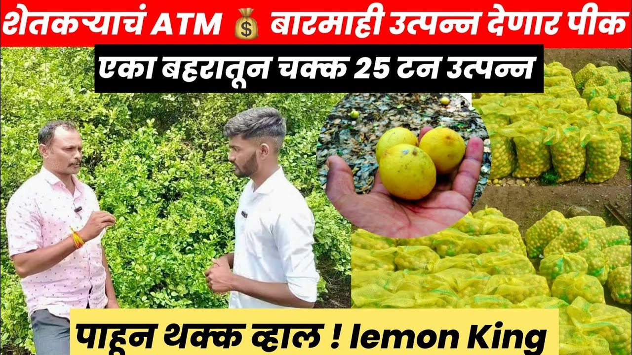Lemon Farming 🍋 पाहून थक्क व्हाल.! लिंबू म्हणजे शेतकऱ्याच ATM ....असही म्हणलं तर वेगळं ठरणार नाही...