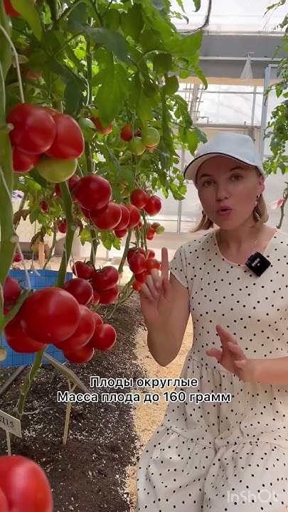 Максимально полезный томат с высоким содержанием ликопина🍅томат Океан ...