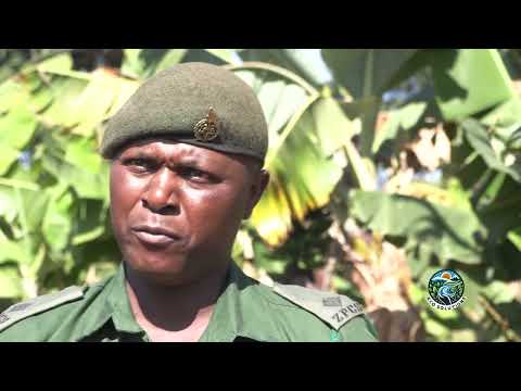 ECOSOLUTIONS- Planting For Tomorrow: Growing Food, Trees and Skills at Chikurubi Prison Farm