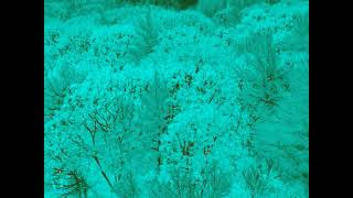 Forests' carbon uptake will be compromised by climate change, leaf temperature study suggests