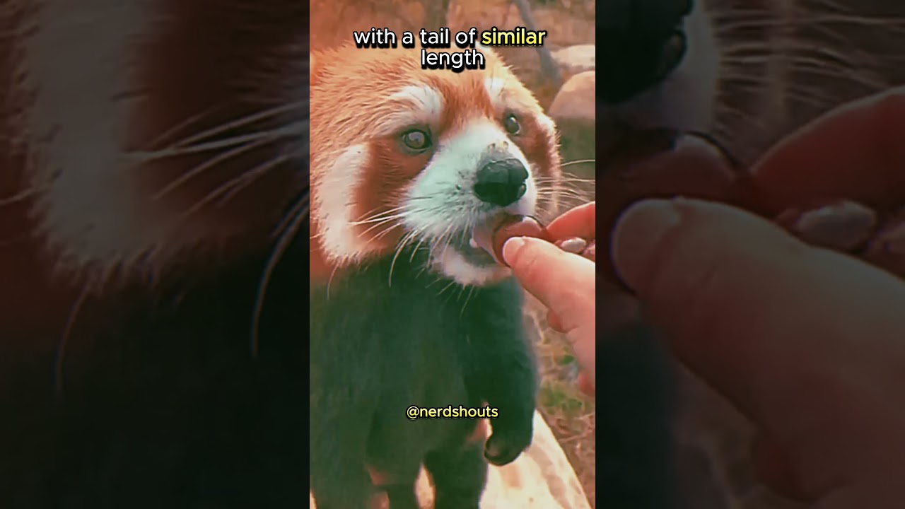 Red Panda Quick Facts 