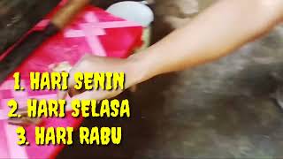 Cara Mengatasi Nafas Ayam Cenderung Pendekgampang Ngos - Ngosan