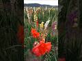 A beautiful summer flowers [Lily, gladiolus etc.] #flower #gladiolus #naturevibes