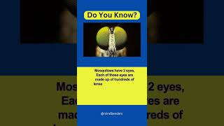 The Fascinating Eyes of Mosquitoes