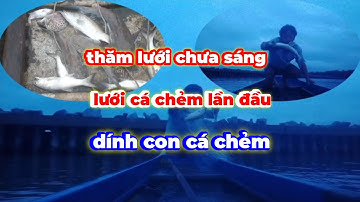 Trời chưa sáng đã đi thăm lưới rồi - lần đầu tiên lưới cá chẻm - dính được con cá chẻm