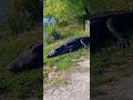 Alligators #swamplife #magic #nature #sanctuary North Augusta SC
