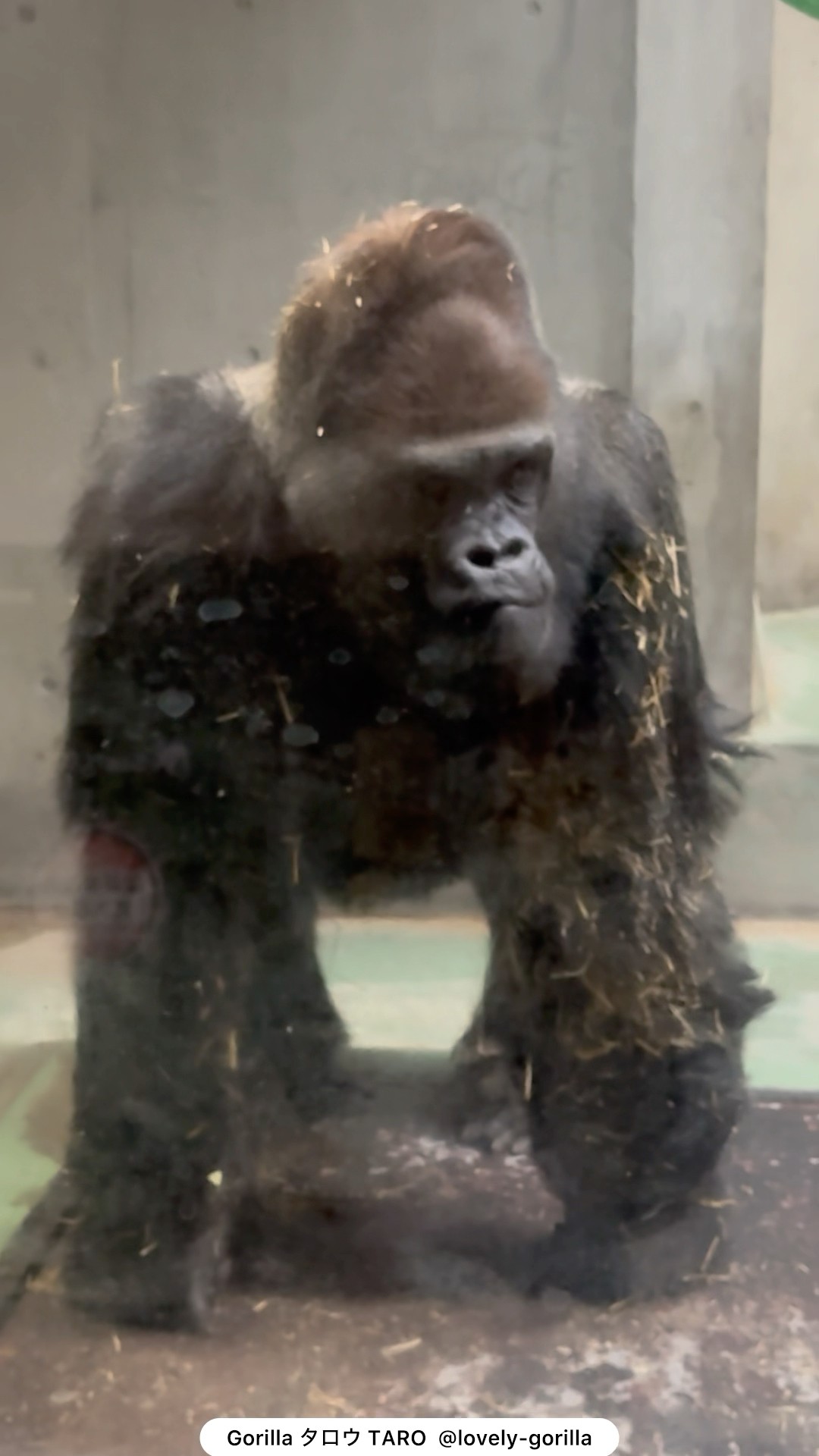 貫禄たっぷりゴリラのタロウさん Gorilla Taro is magnificent