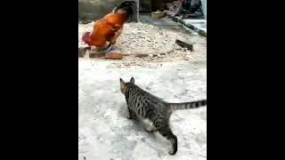 Cat 🐈  attack on chicken 🐓 #shorts