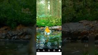 Bird Baathing In Natural Swimming Pool Habitat