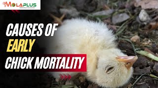 Apa Sebenarnya Penyebab Kematian Dini Anak Ayam? - Pertanyaan BESAR Akhirnya Terjawab