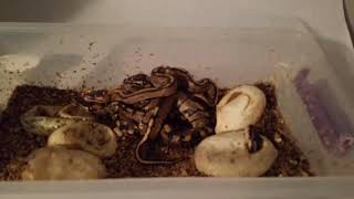 2018 Ball Python Clutch #2 is Hatching!
