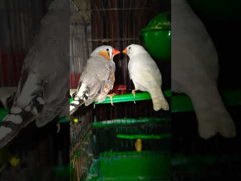 اشتريت زوج زيبرا فنجس       