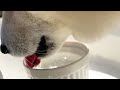 柴犬がいつまでも水をちゃぷちゃぷ飲んでいる理由