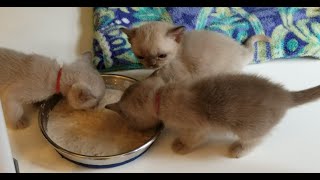 Episode 4  'StarSTUDDED Visit and Kittens' 1st CHOW DOWN!'