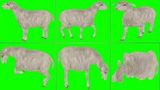 Sheep video Green screen|Talking cartoon videos green screen|cartoon videos green screen effect