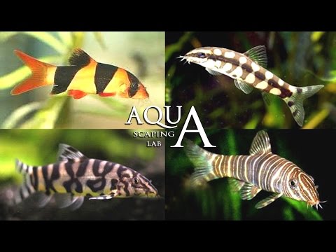Video: Perché i pesci rossi cambiano colore o diventano bianchi?