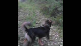 Aventura De Bile E Safira