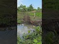 #fishing  #fish #fishingvideo #fishinglife #fish
