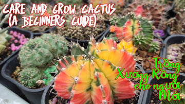 Care and grow cactus (A beginners guide) - Chia Sẽ Trồng Xương Rồng Người Mới
