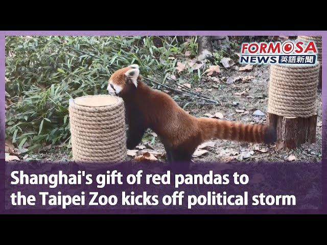 Shanghai’s gift of red pandas to the Taipei Zoo kicks off political storm｜Taiwan News