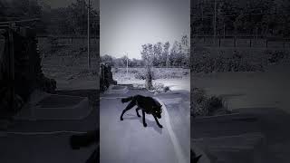 Wolf Howling Sound In Village |#wildlife#nature#forest#wolfsong#viralshorts#wolfsounds#shorts