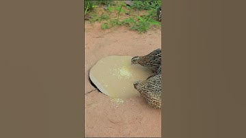 Technique Unique Underground Quail Trap #shorts