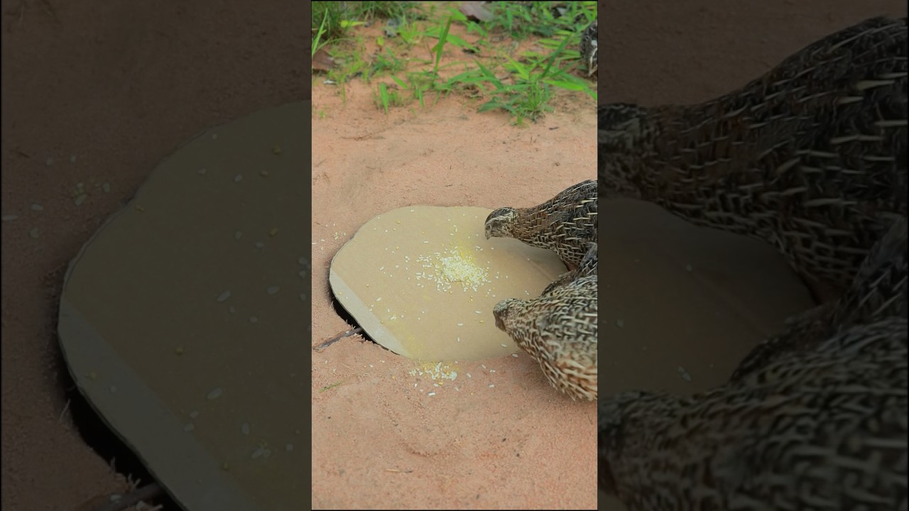 Technique Unique Underground Quail Trap 