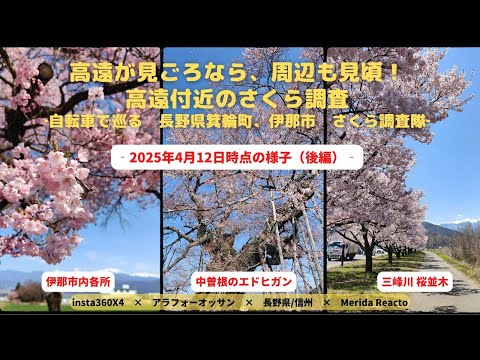 2025年4月12日。高遠のさくら満開なら、周辺はどう？さくら調査隊が #MERIDAREACTO で周辺のさくら調査へ。今週末まで見られる？-後編-  #さくら #高遠 #ina #箕輪町