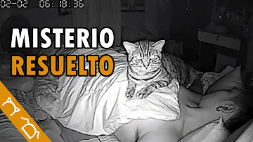 ¿Me protege mi gato mientras duermo?