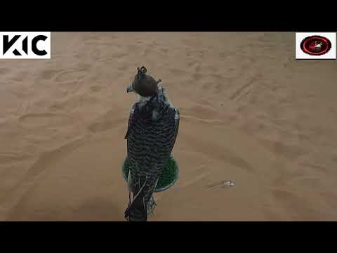 نادي الصقارين اللي مايعرف الصقر يشويه