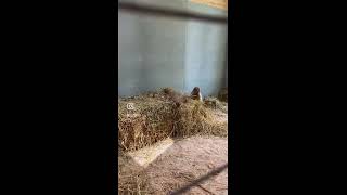 Видео от Ульяновский зоопарк, Русские забавы