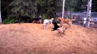 Snuggles Ranger Big Jimmy and Bill Sept 2011.MOV