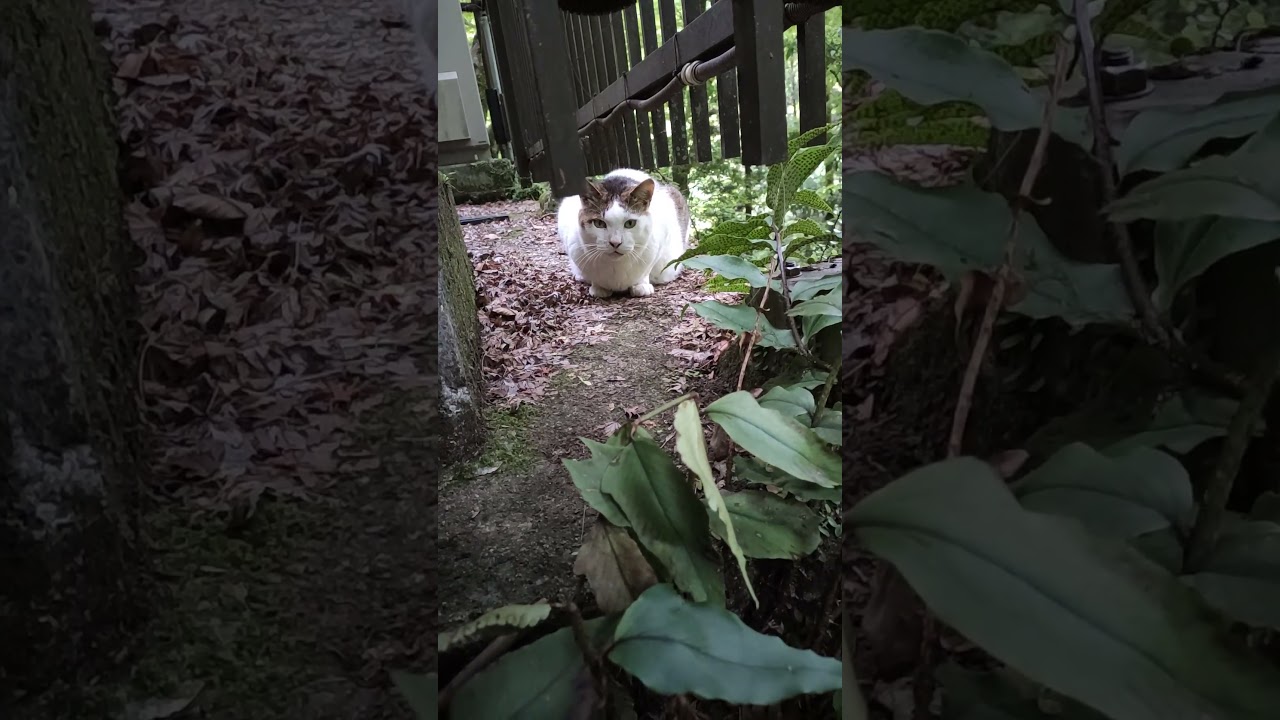 cat video 箕面公園の猫の動画 20250521 008■音声有り 縦画面 意地悪シロちゃん、施設内から業者を警戒中。② #cat #ネコ