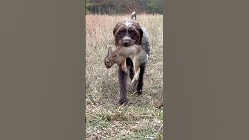 Hunting wirehaired pointing griffon Dublin will fetch ANYTHING: #wirehairedpointinggriffon