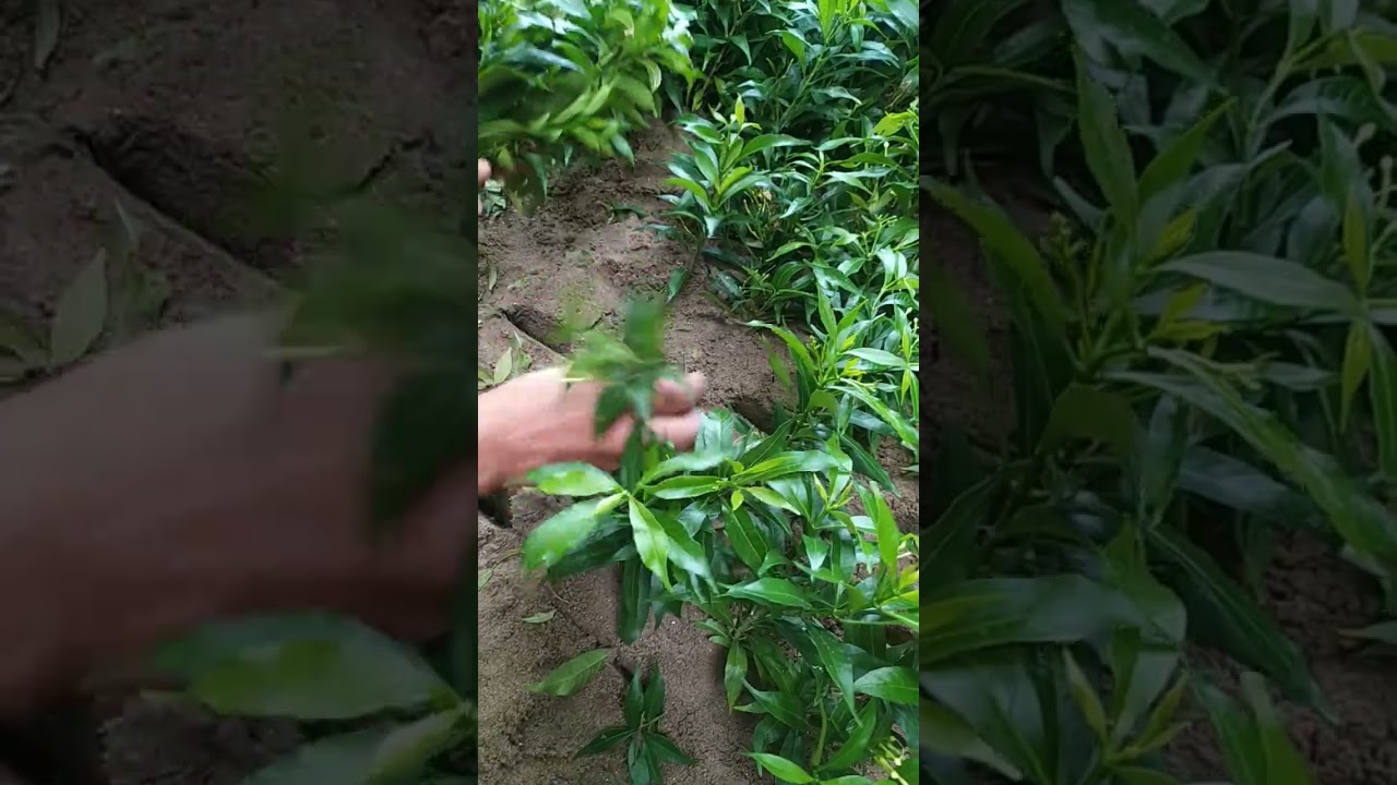 how to grow mini chandi  at home part2 