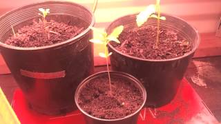 Cfl growbox-Sweet Mango,Red Poison, Afghan Kush