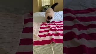 Ragdoll vs The String Monster!  #ragdoll #floppycats #cat