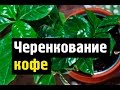 Кофейное дерево выращивание и размножение дома