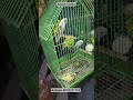 Budgies available for sale #birds #birdsmarket #budgies @Aasiyaexotic