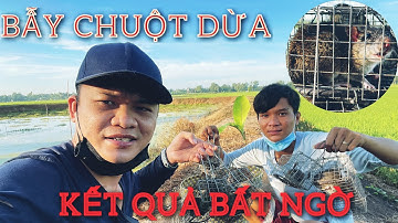 Ken TV - Cách Bẫy Chuột Dừa - Kinh Nghiệm Xương Máu | #26 - Trap The Mouse Lives On The Coconut Tree