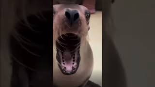goofy sea liens🫪 #sealion #shorts #funny
