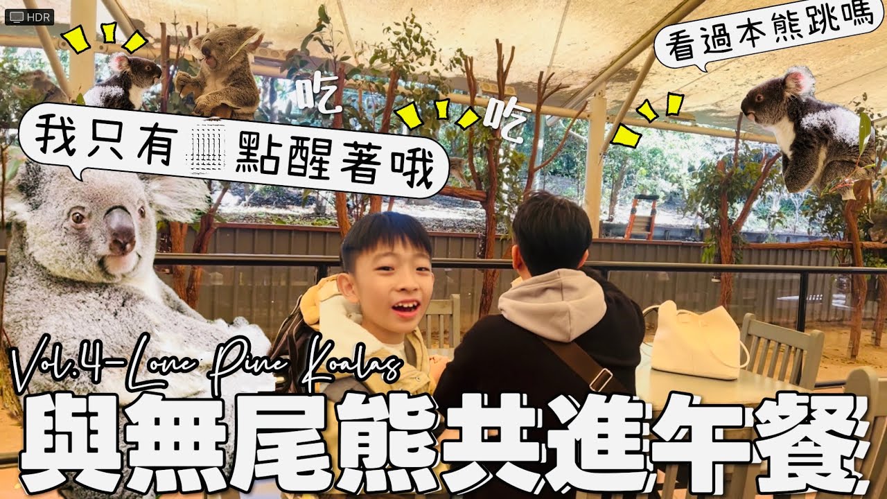 Vol.4- Lone Pine Koalas動物園日🐨和巨量無尾熊一起吃午餐,布里斯本必去景點,交通搭公車輕鬆來回｜2025旅遊Vlog