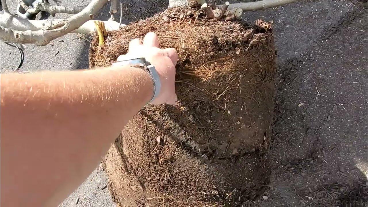 How to Root Prune a Tree YouTube