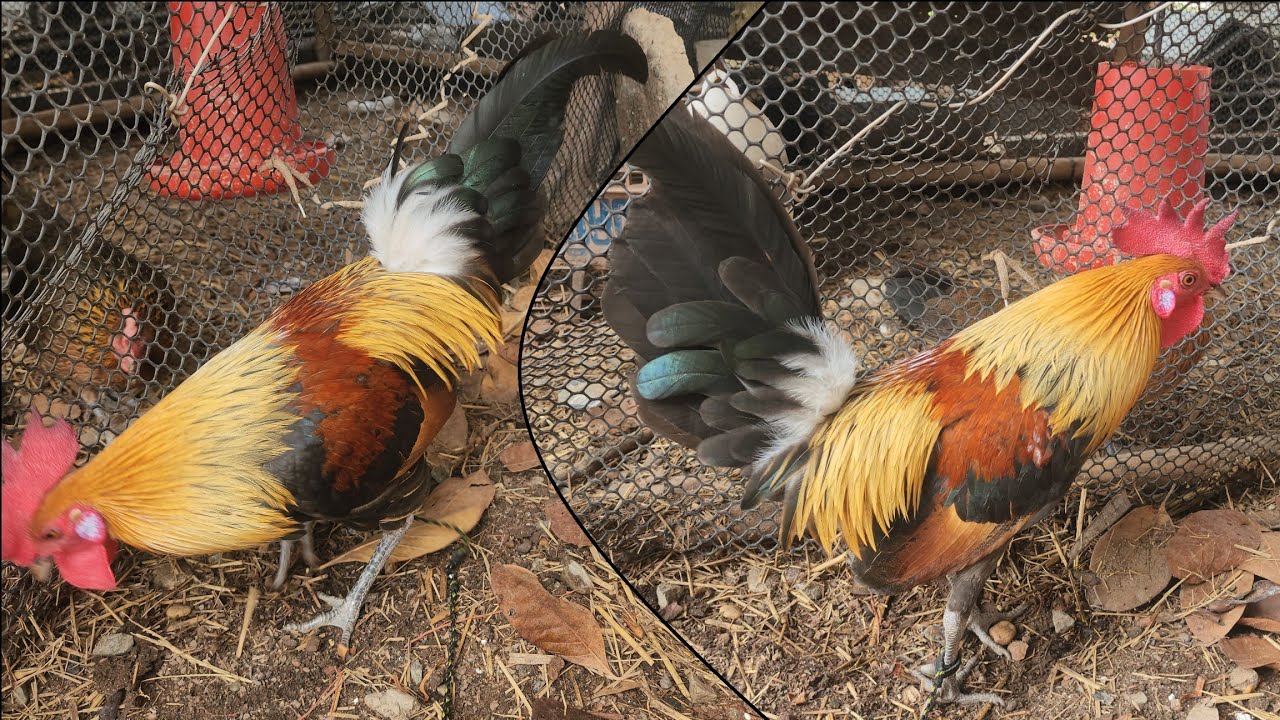 ✅️Ep:24 yuav tau tus qaib🐓🐓🇱🇦🇱🇦 daj f2 nos los ntshiab nb 